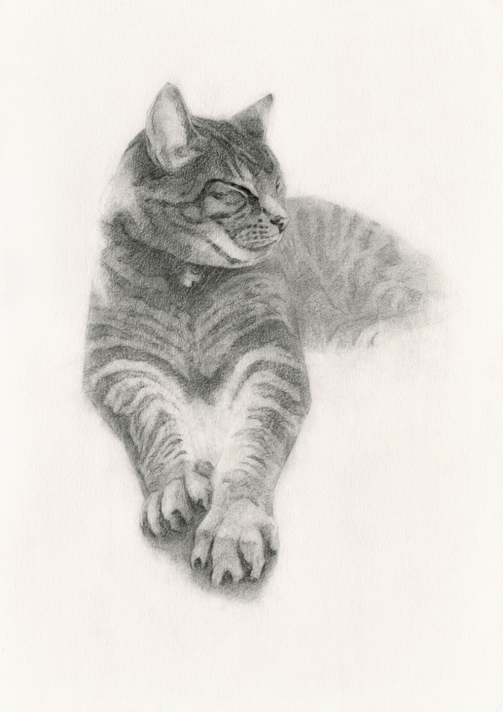 Cat Drawing in Charcoal on Paper, by Artist & Illustrator James Martin