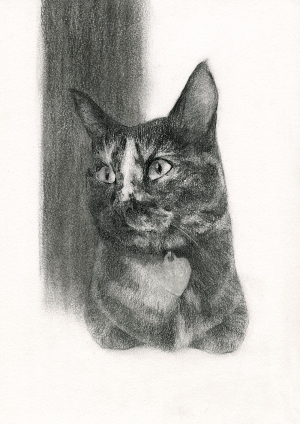 Cat Drawing in Charcoal on Paper, by Artist & Illustrator James Martin