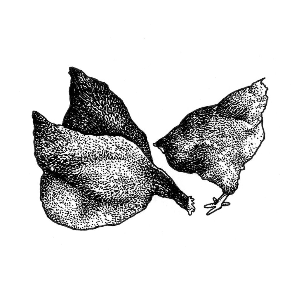 Misc Drawing by Artist & Illustrator James Martin