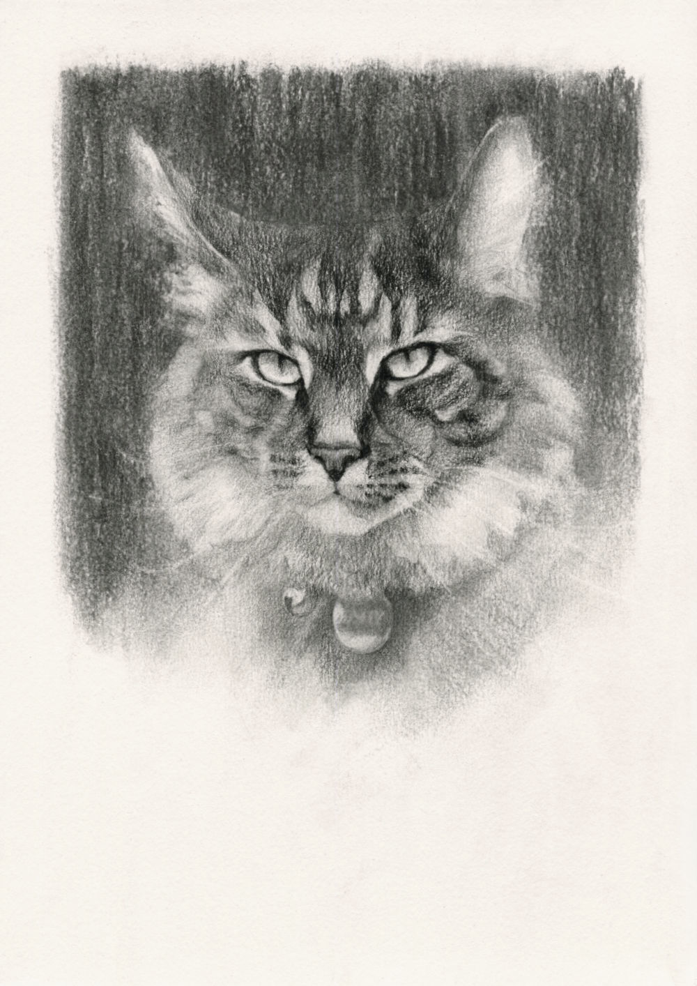 Cat Drawing in Charcoal on Paper, by Artist & Illustrator James Martin