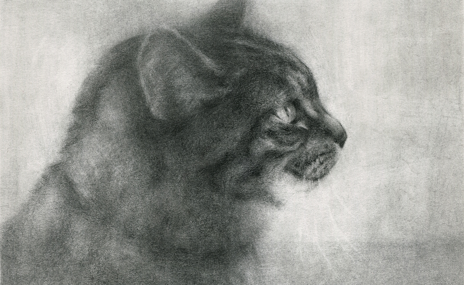Cat Drawing in Charcoal on Paper, by Artist & Illustrator James Martin