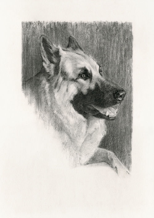 Dog drawing in Charcoal on Paper, by Artist & Illustrator James Martin