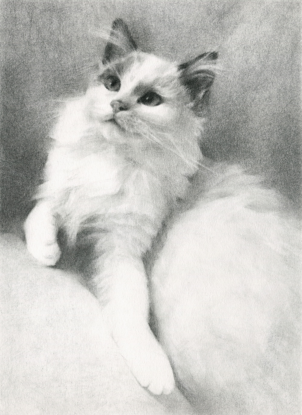 Cat Drawing in Charcoal on Paper, by Artist & Illustrator James Martin